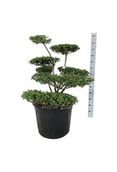 Ilex crenata Convexa