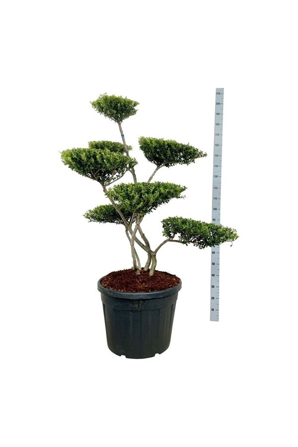 Ilex crenata Grüne Hecke