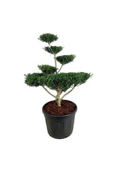 Ilex crenata Green Lustre