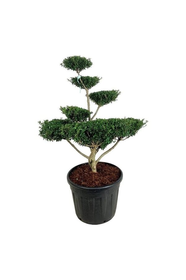 Ilex crenata Green Lustre