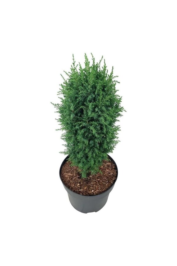 Zypresse Juniperus Compressa