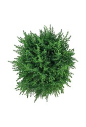 Zypresse Juniperus Compressa