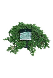 Zypresse Juniperus Green Carpet