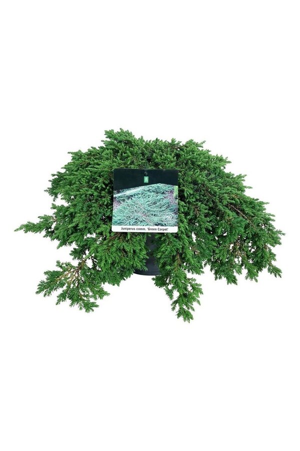 Zypresse Juniperus Green Carpet