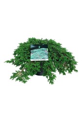 Zypresse Juniperus Green Carpet
