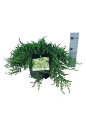 Zypresse Juniperus Greenmantle