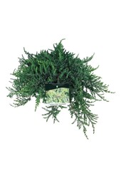Zypresse Juniperus Greenmantle