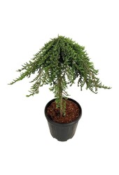 Zypresse Juniperus Greenmantle