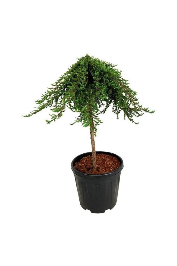 Zypresse Juniperus Greenmantle