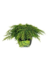 Zypresse Juniperus Lemon Carpet