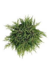 Zypresse Juniperus Lemon Carpet