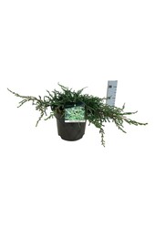 Zypresse Juniperus Ristol