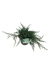 Zypresse Juniperus Ristol