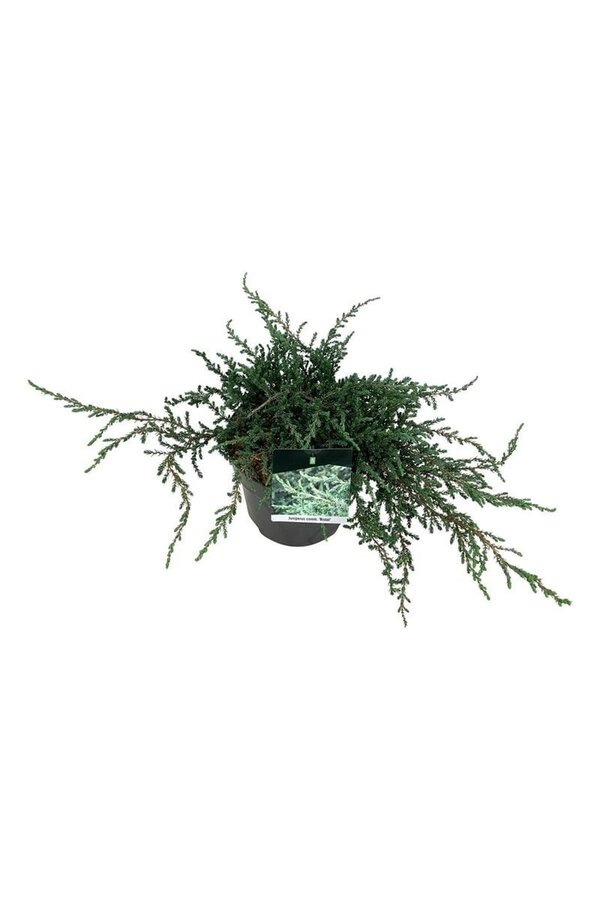 Zypresse Juniperus Ristol