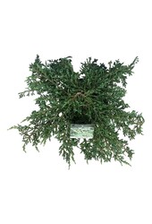 Zypresse Juniperus Ristol