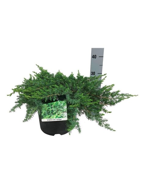 Juniperus