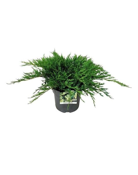 Juniperus