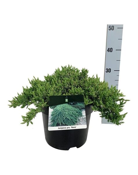Juniperus