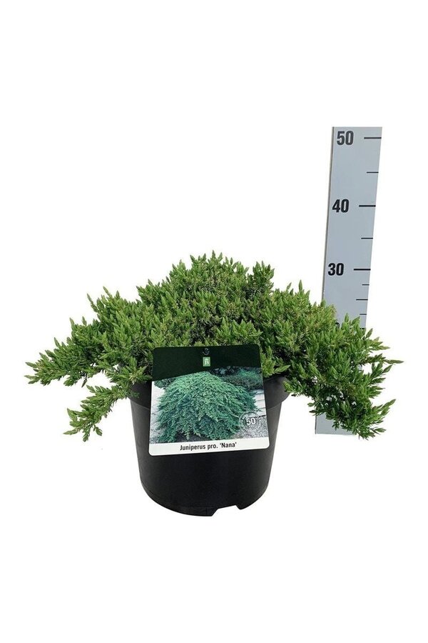 Zypresse Juniperus Nana