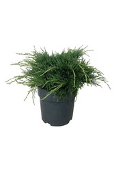 Zypresse Juniperus Pfitzeriana Aurea