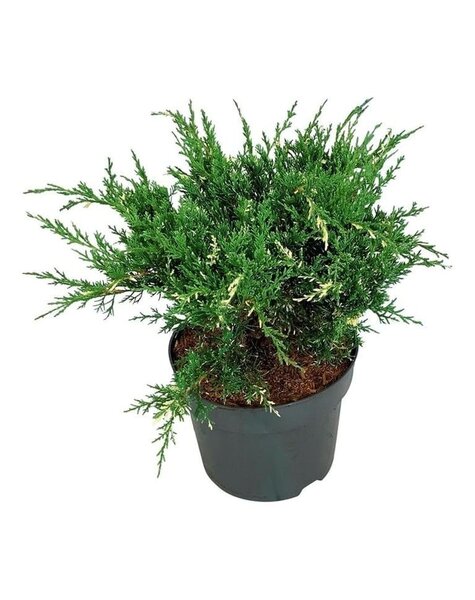 Juniperus