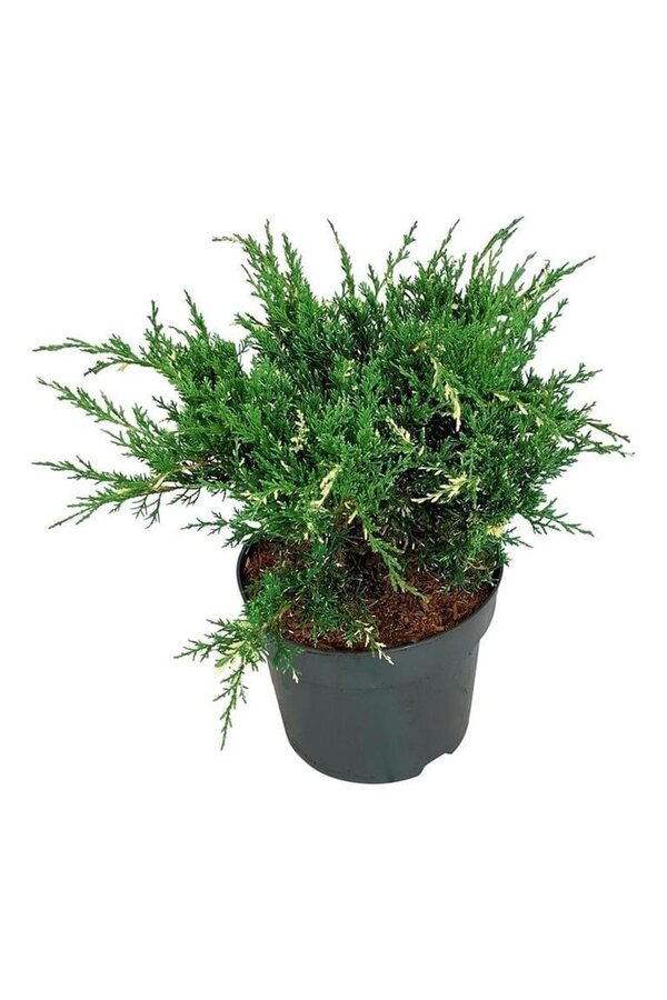 Zypresse Juniperus White Splash