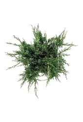 Zypresse Juniperus White Splash