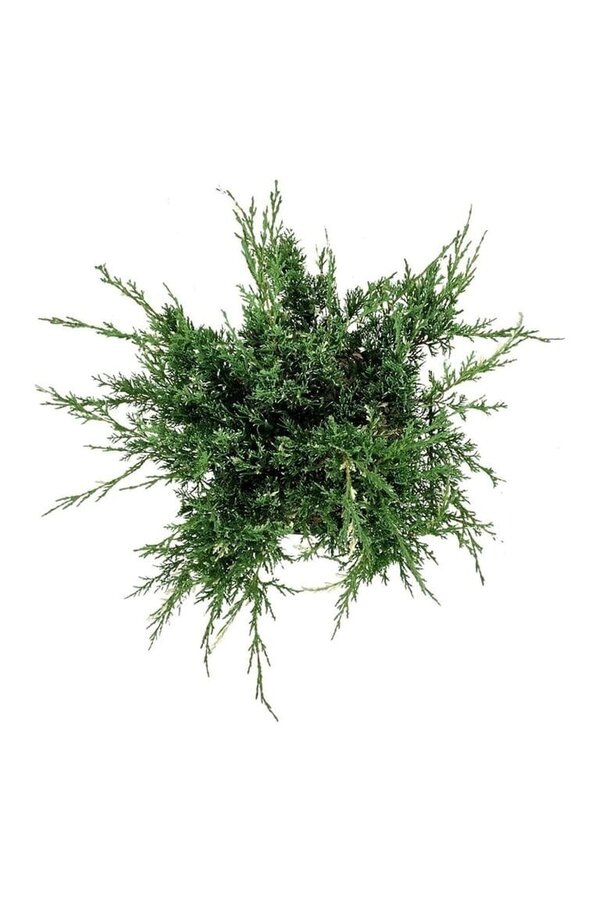 Zypresse Juniperus White Splash