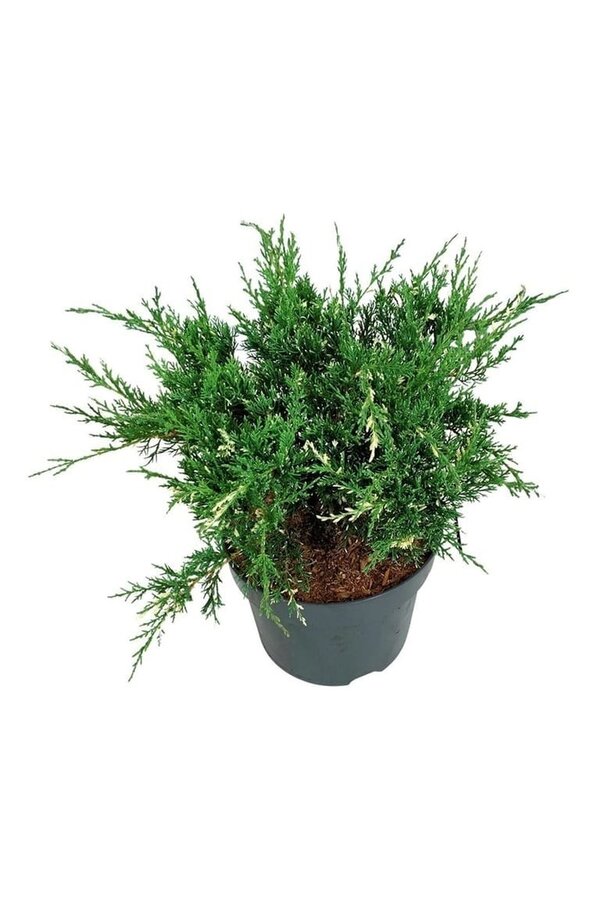 Zypresse Juniperus White Splash