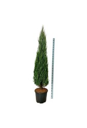 Zypresse Juniperus Blue Arrow