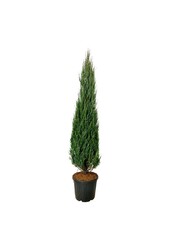 Zypresse Juniperus Blue Arrow