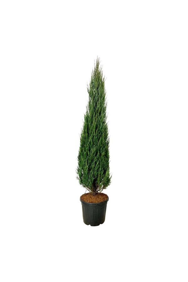 Zypresse Juniperus Blue Arrow