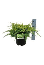 Zypresse Juniperus Holger