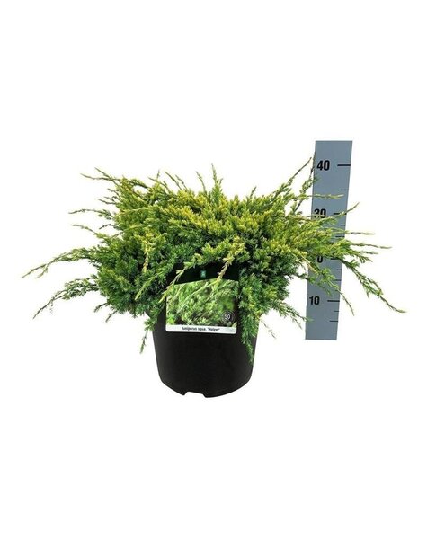 Juniperus