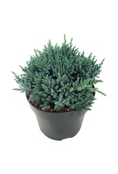 Zypresse Juniperus Tropical Blue