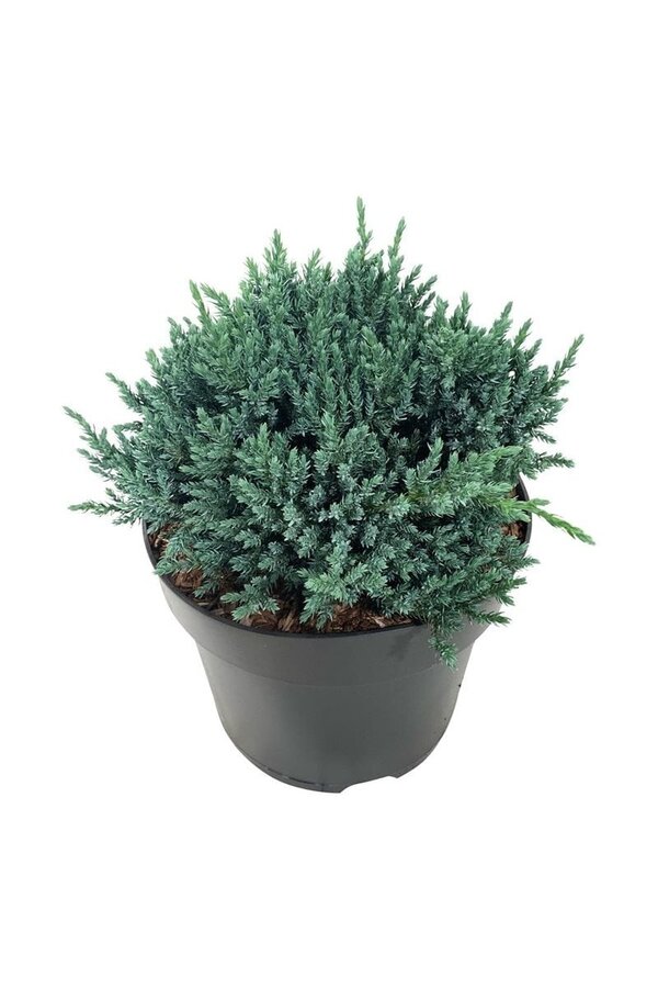 Zypresse Juniperus Tropical Blue