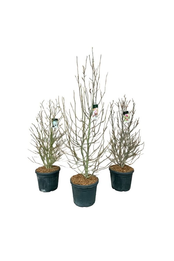 Biberbaum Magnolie Gemischt