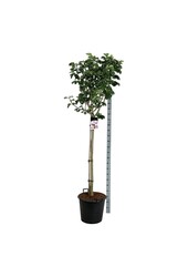 Biberbaum Magnolie Pink Beauty