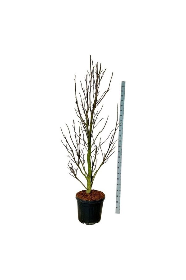 Biberbaum Magnolia Sentinel