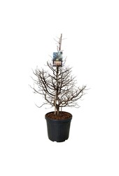 Metasequoia Daw.Tawny Fleece