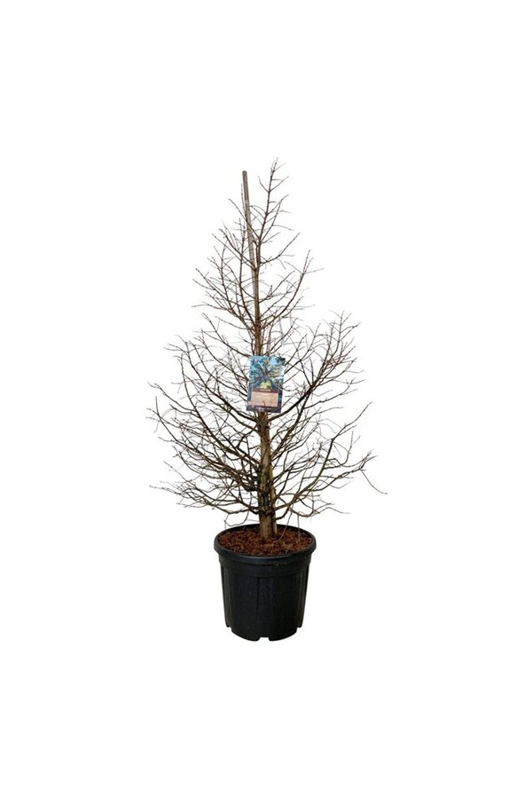 Metasequoia Daw.Tawny Fleece