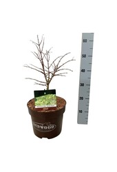 Metasequoia Hamlets Broom