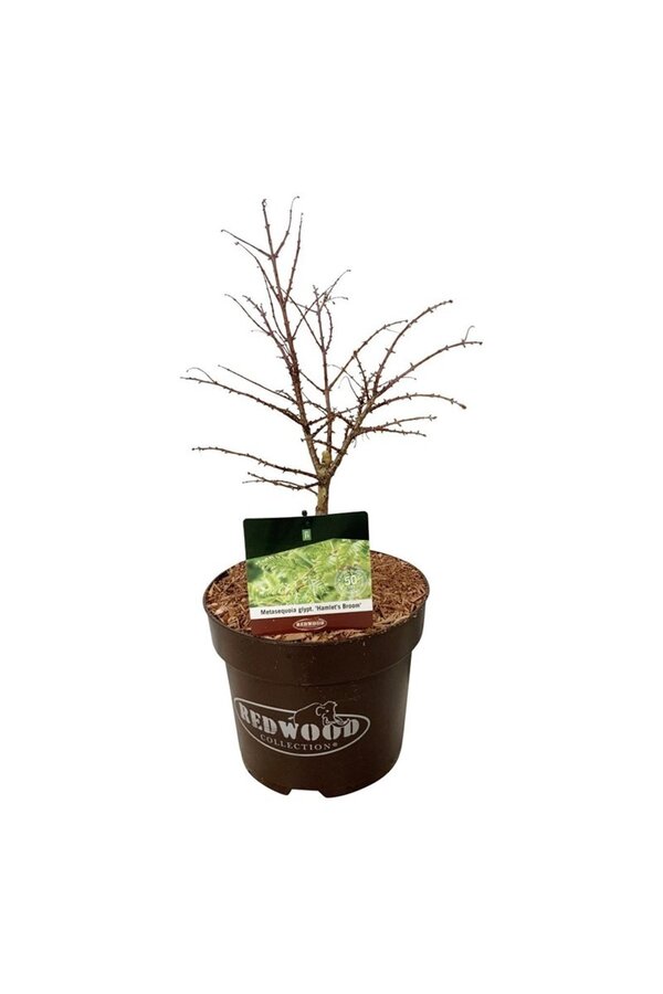 Metasequoia Hamlets Broom