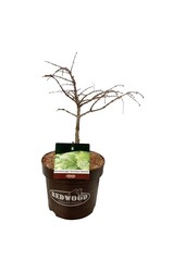 Metasequoia Schirrm. Nordl.