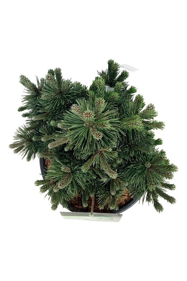 Kiefer Pinus mugo Green Pearl