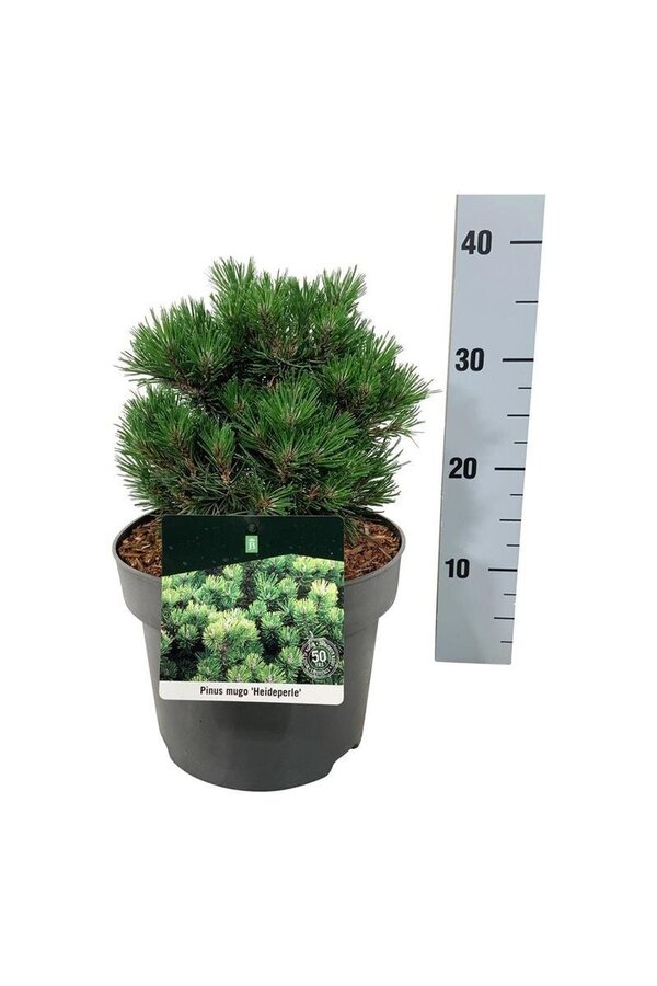Kiefer Pinus mugo Heideperle