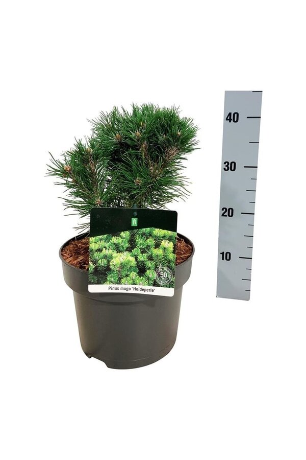 Kiefer Pinus mugo Heideperle