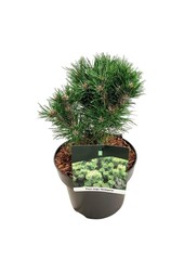 Kiefer Pinus mugo Heideperle