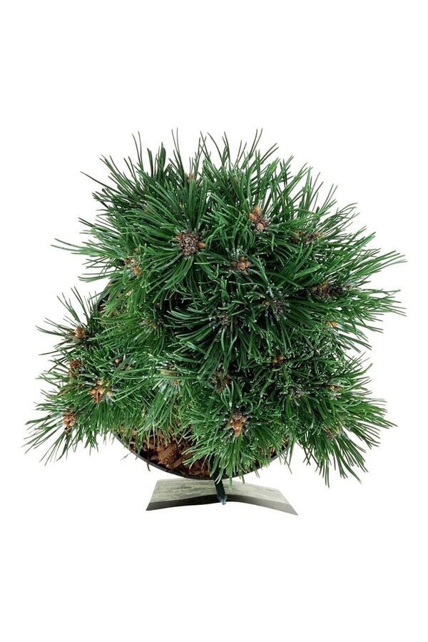 Kiefer Pinus mugo Heideperle