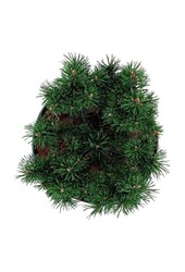 Kiefer Pinus mugo Klostergrün